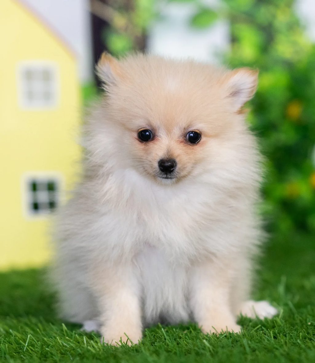 Astrid puppy images