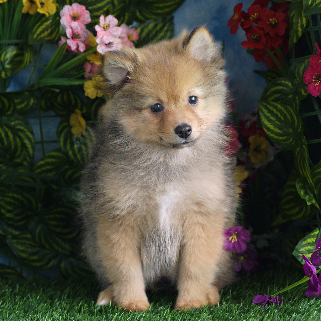 Cheerio puppy images