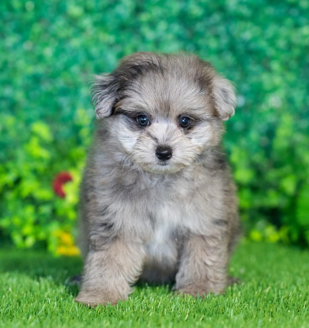 Piper puppy images