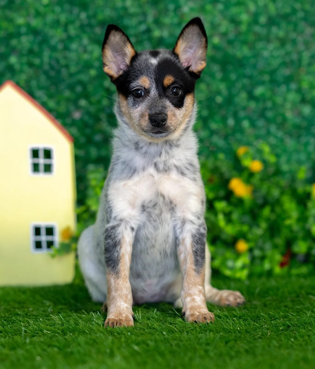 Dolly puppy images