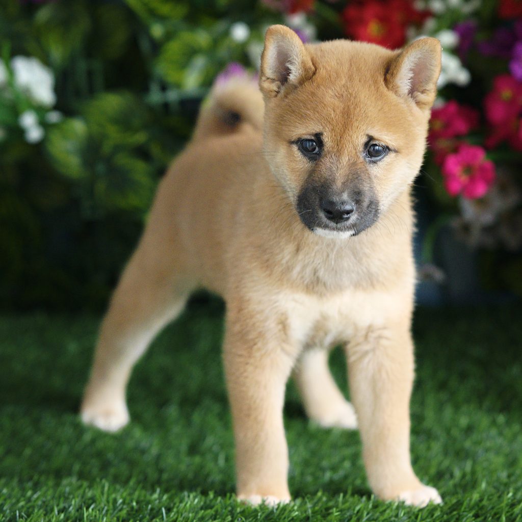 Lewis puppy images