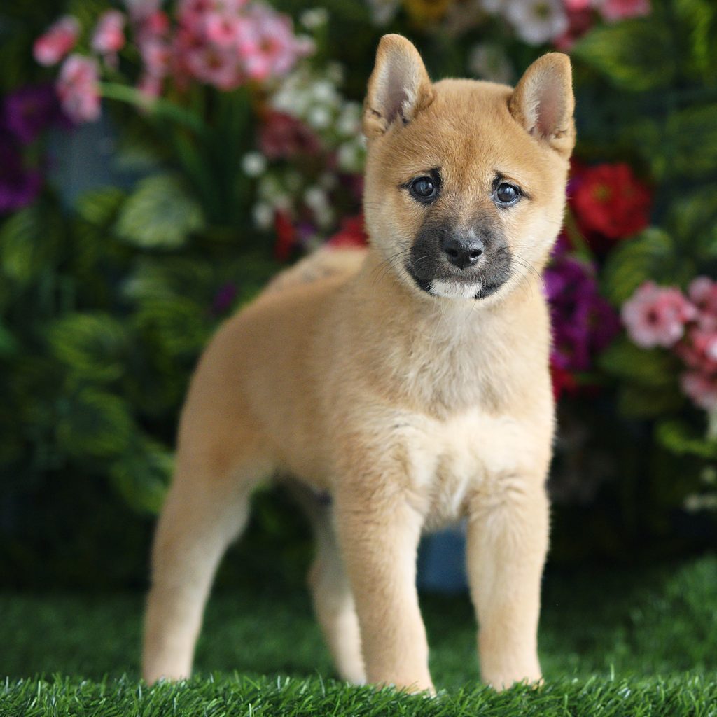 Lewis puppy images