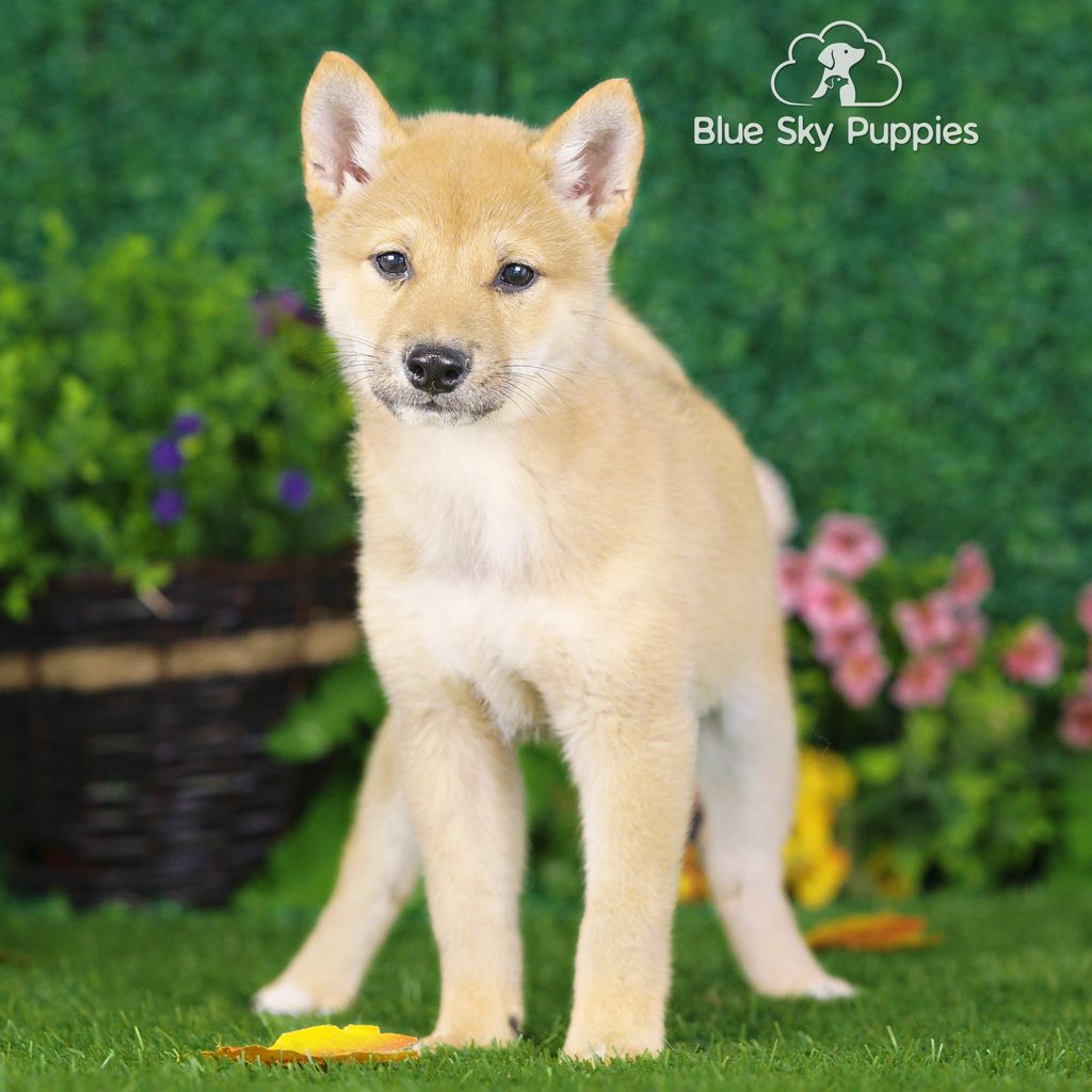 Titus puppy images