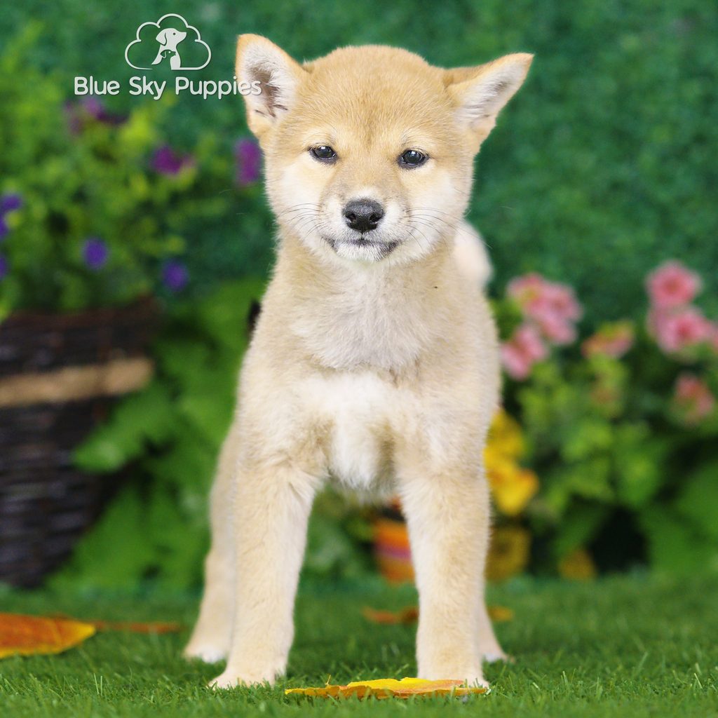 Chance puppy images
