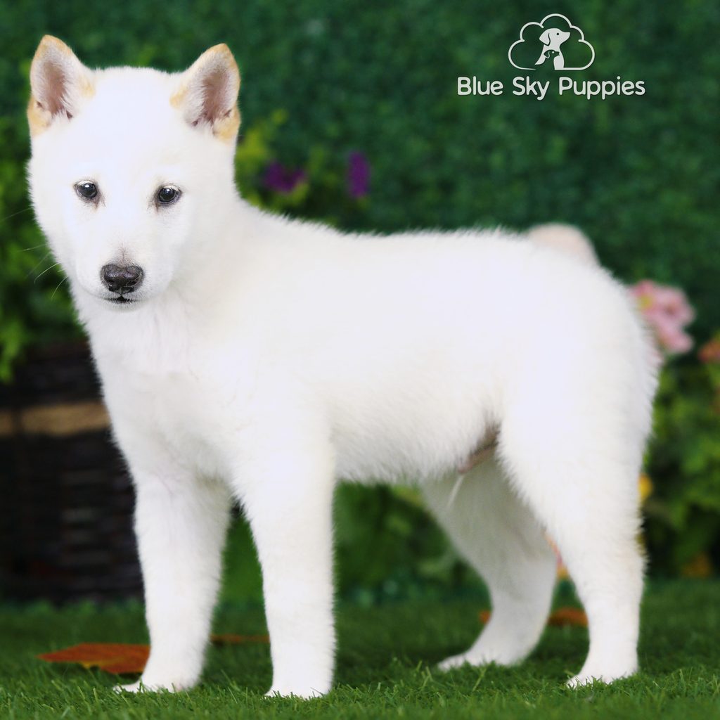 Canyon puppy images