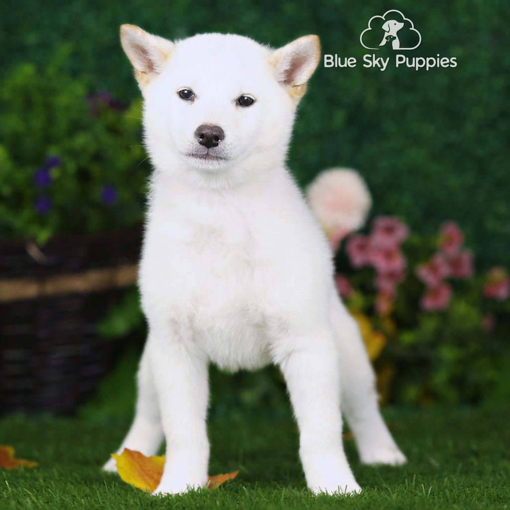 Holly puppy images