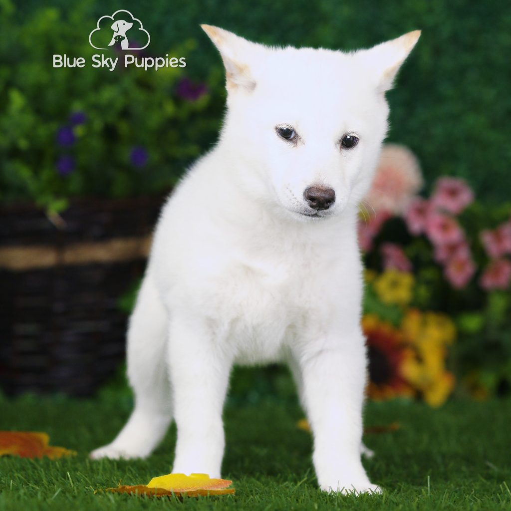 Holly puppy images