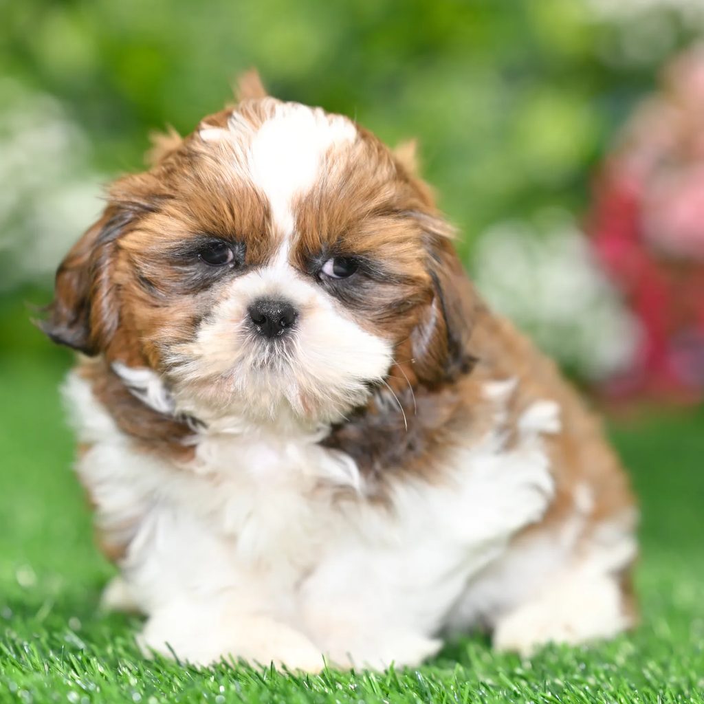 Frederick puppy images