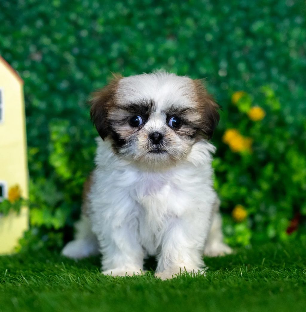 Butterscotch puppy images