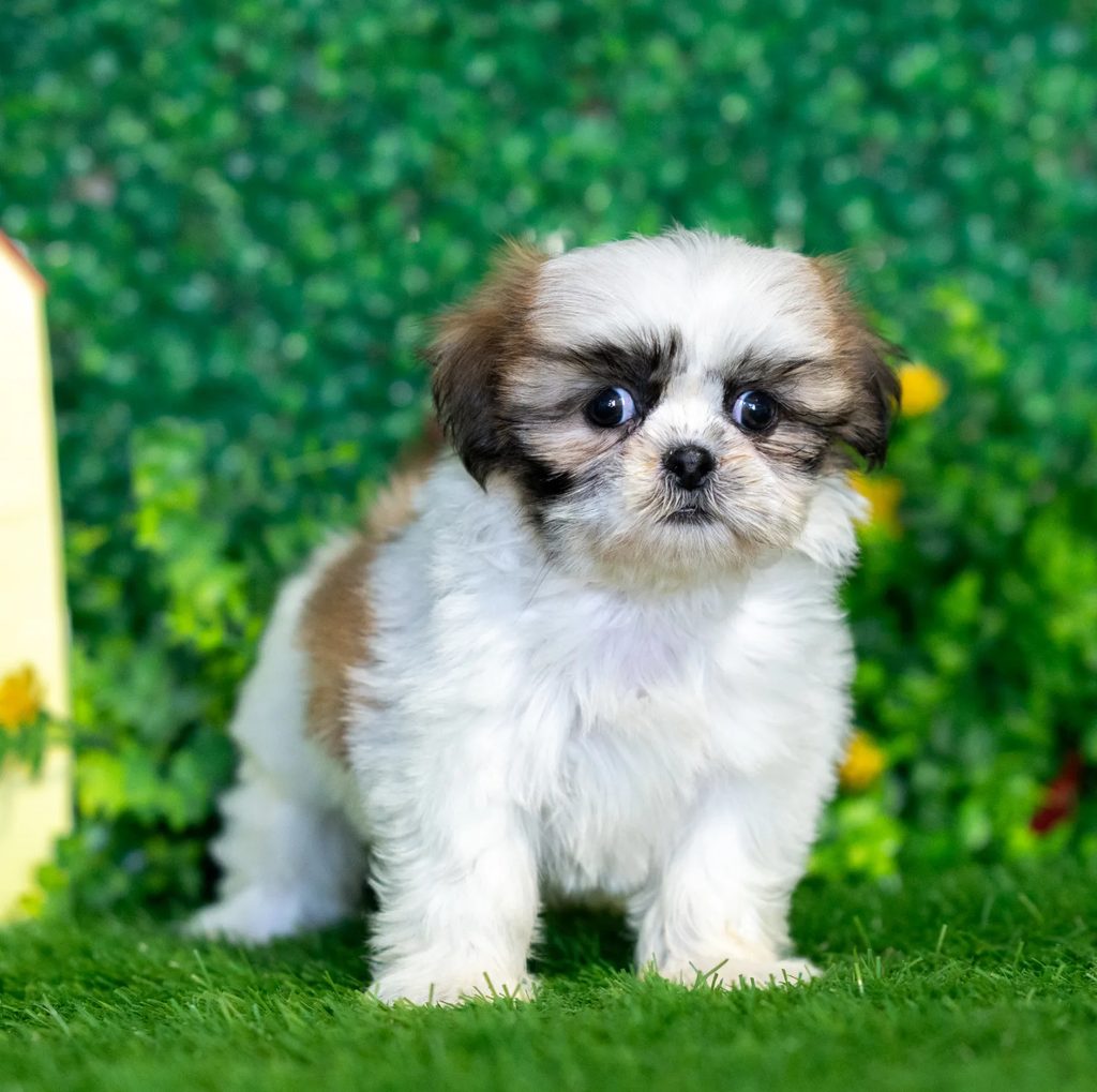 Butterscotch puppy images