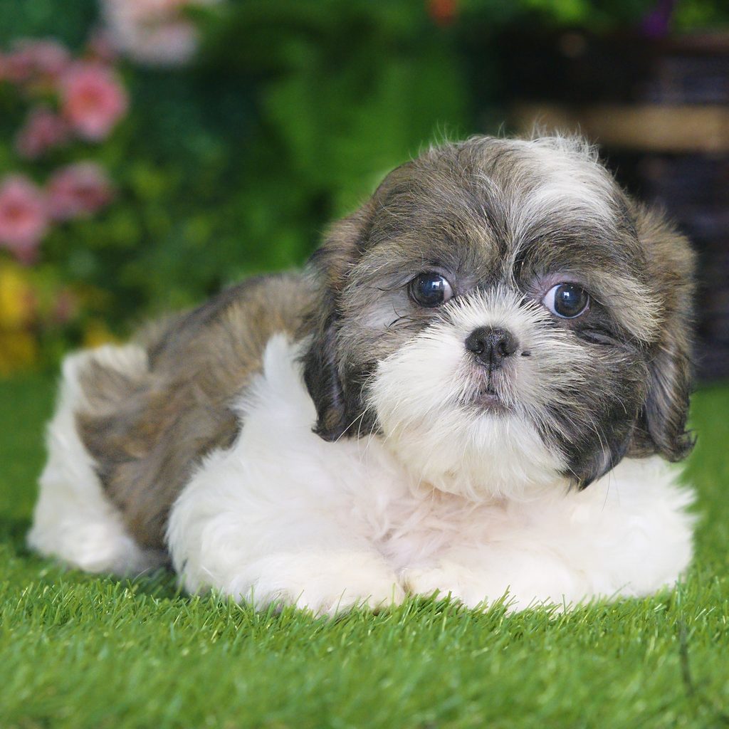 Scarlet puppy images