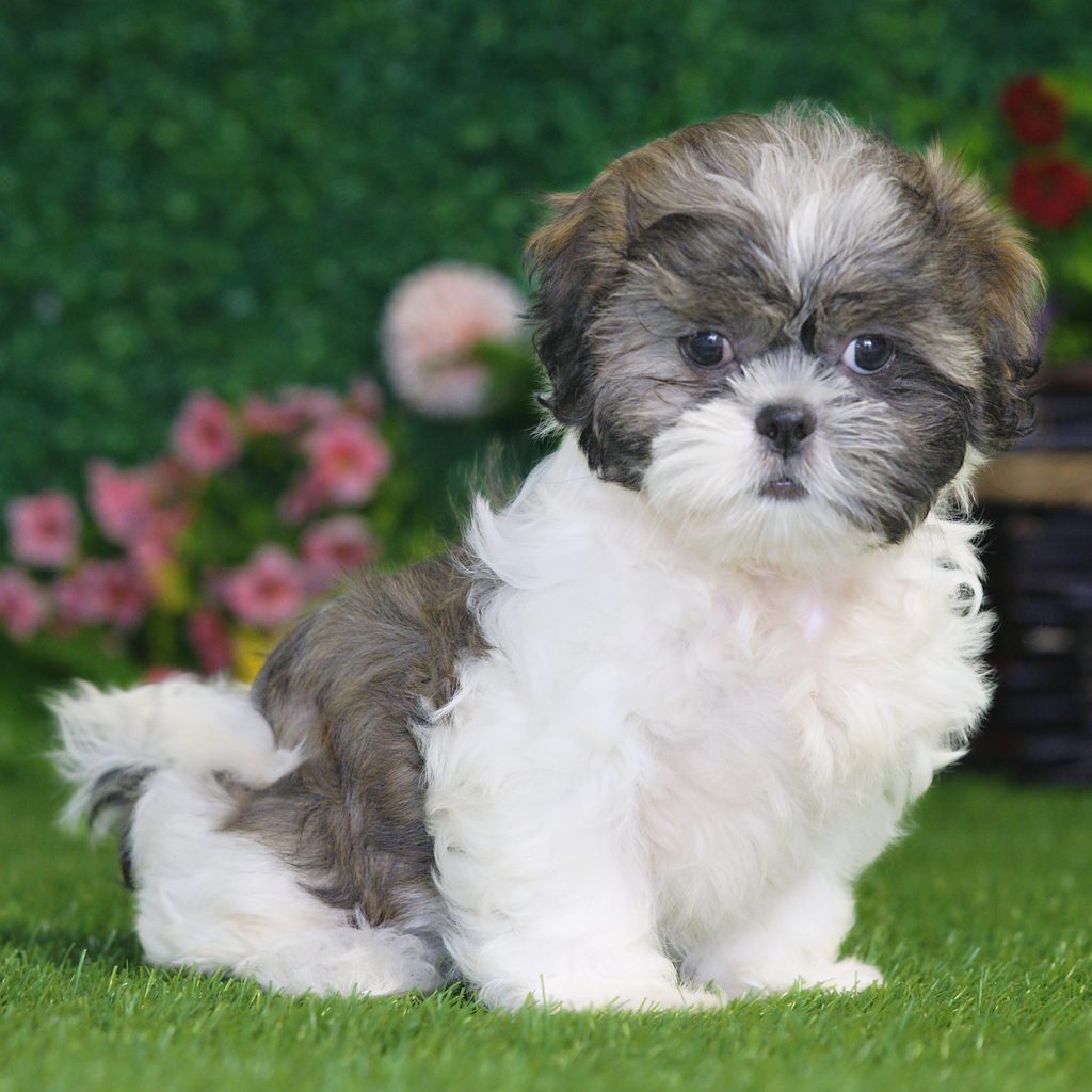 Scarlet puppy images