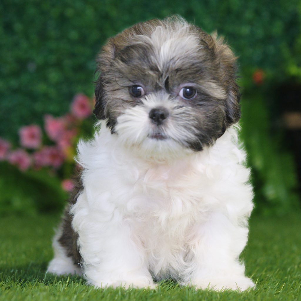 Scarlet puppy images