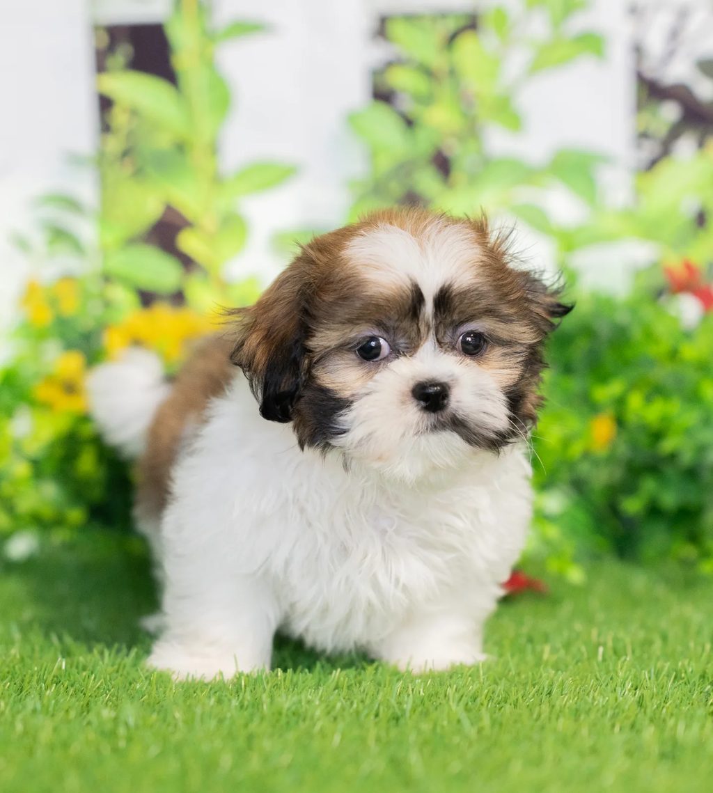 Griffin puppy images