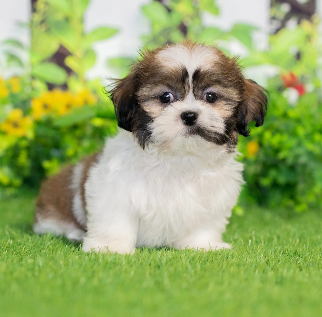 Griffin puppy images