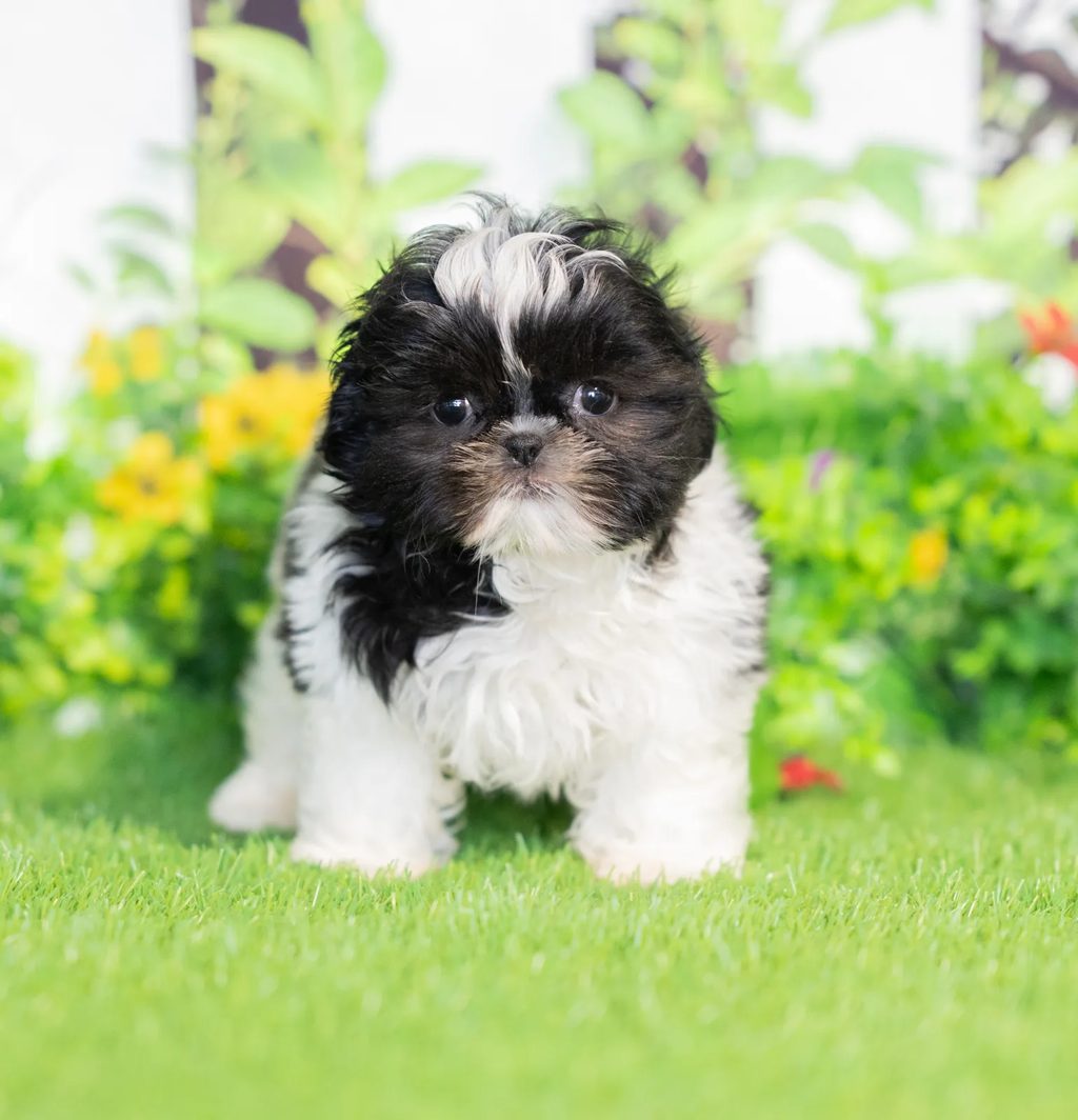 Abe puppy images