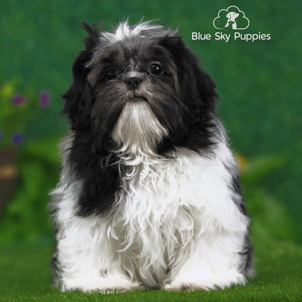 Abe puppy images