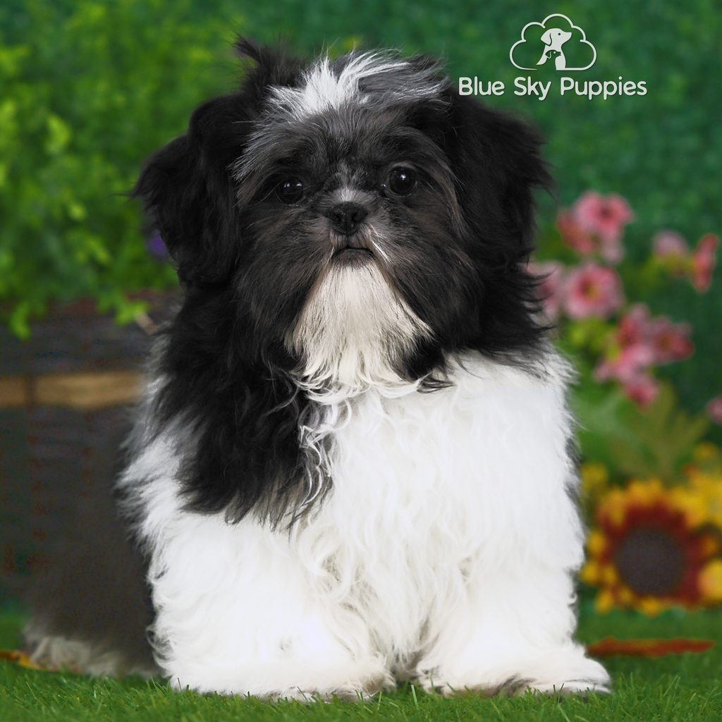 Abe puppy images