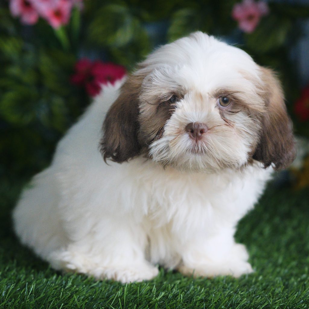 Kash puppy images