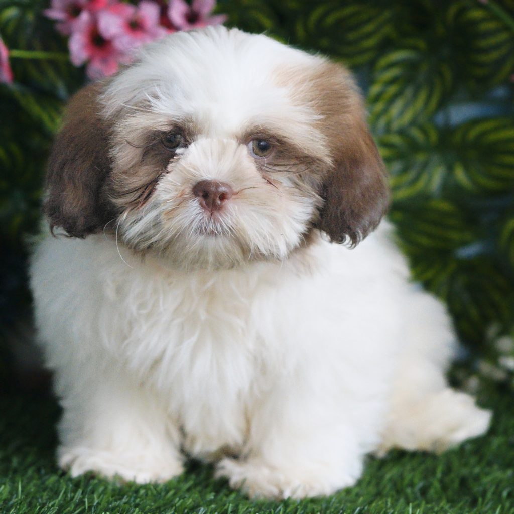 Kash puppy images