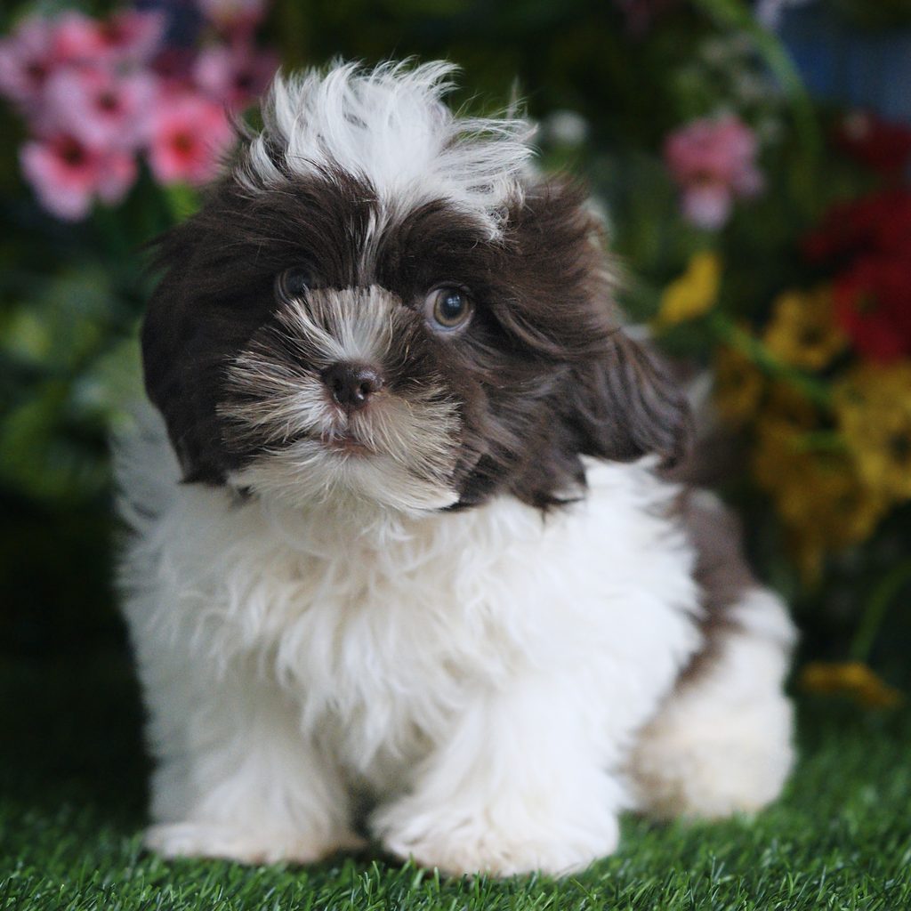 Bandit puppy images