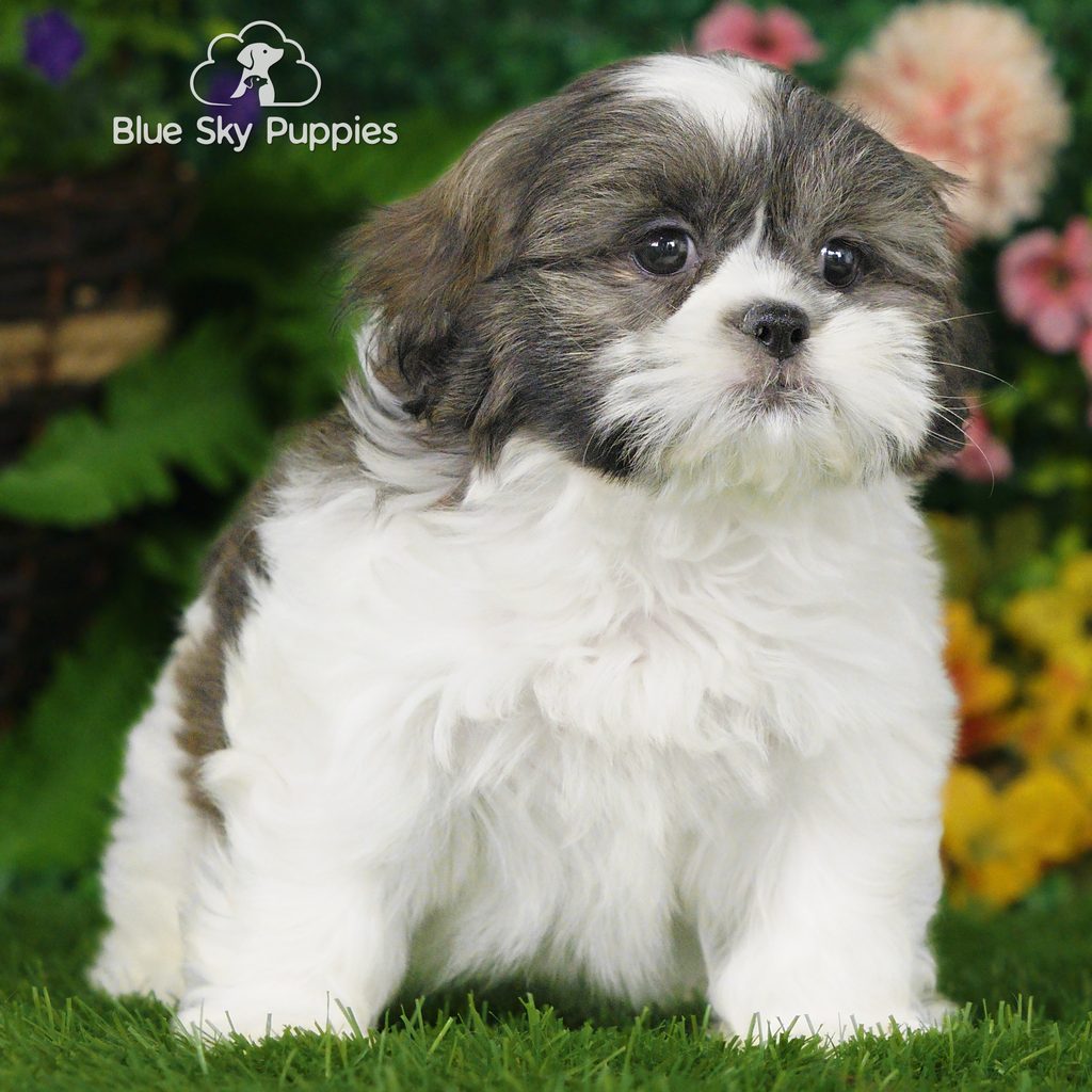 Marco puppy images