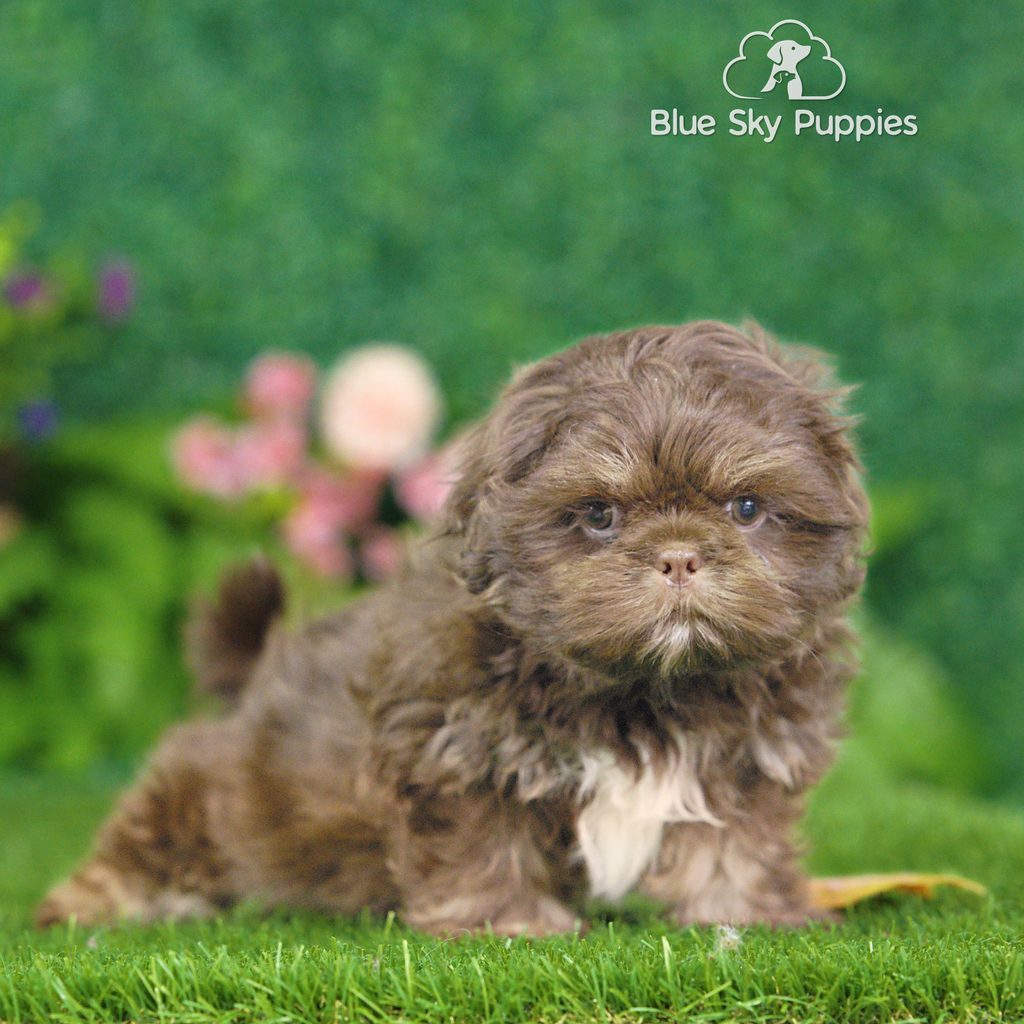 Porter puppy images