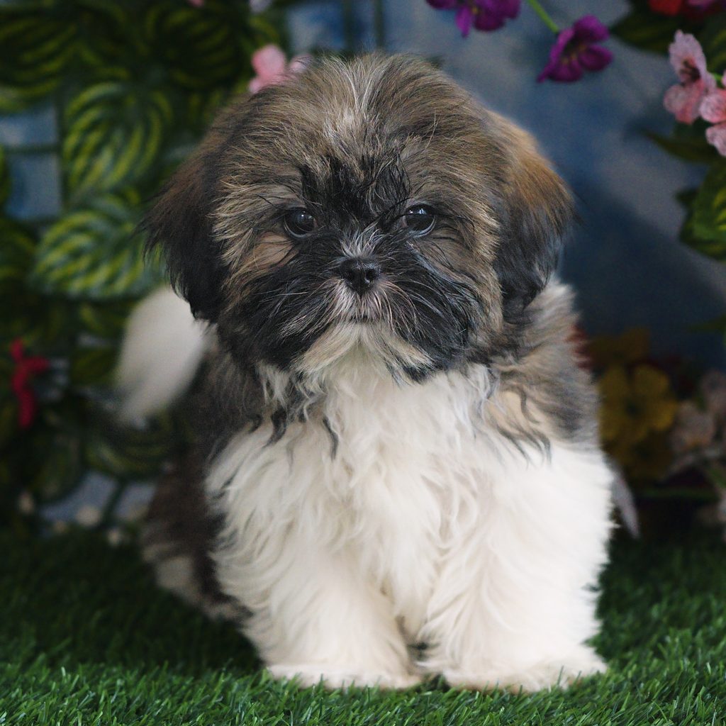Margot puppy images