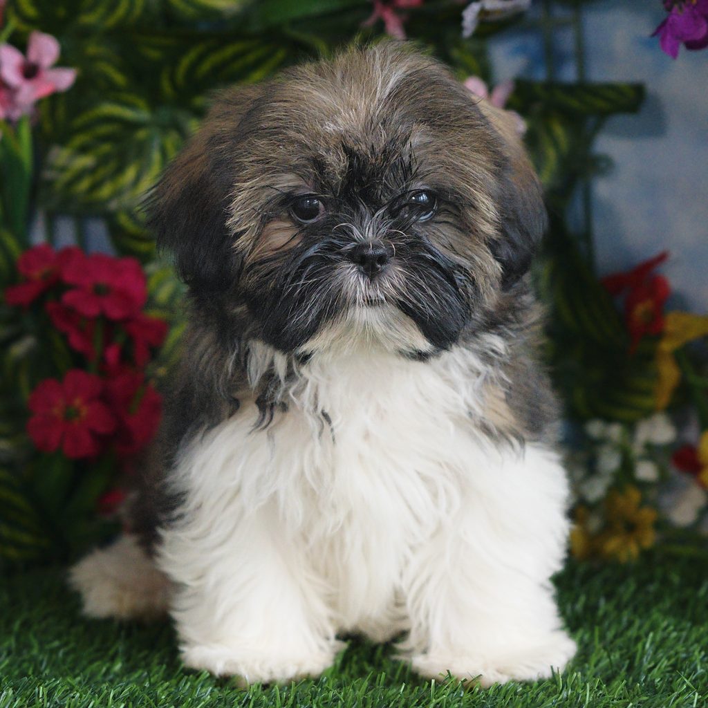 Margot puppy images