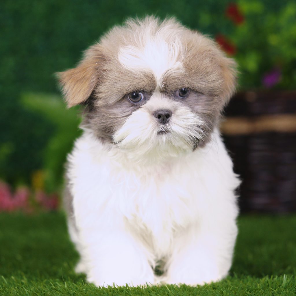 Lane puppy images