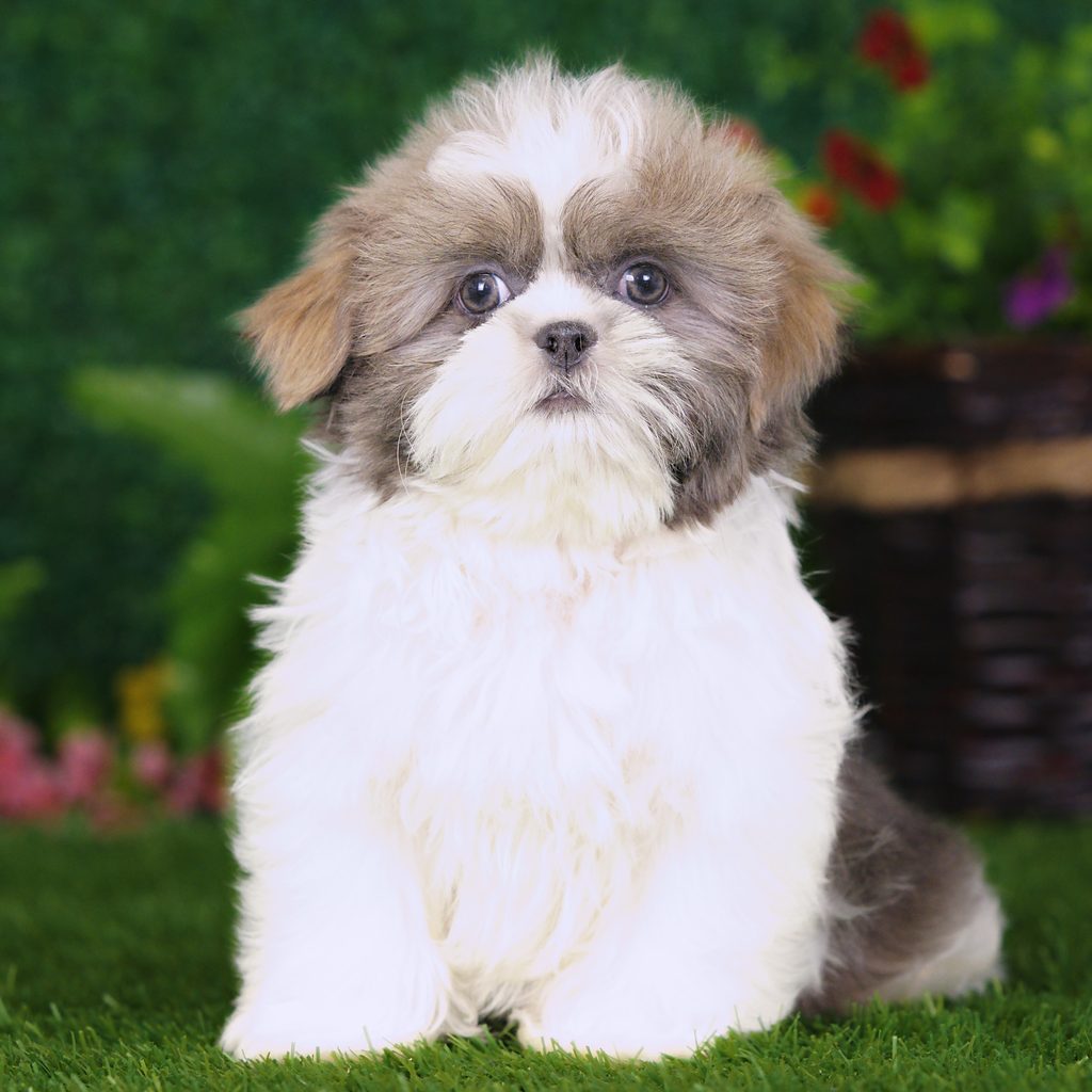 Lane puppy images