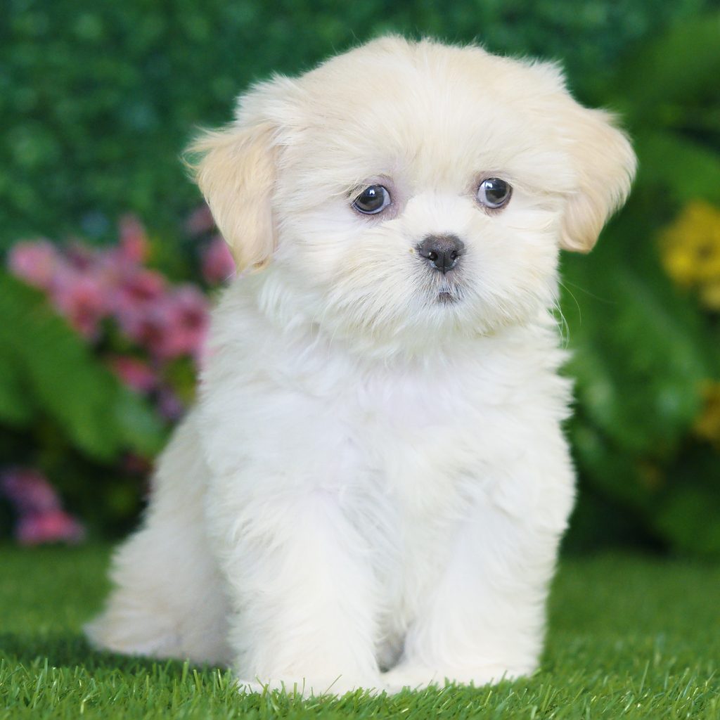 Pixie puppy images