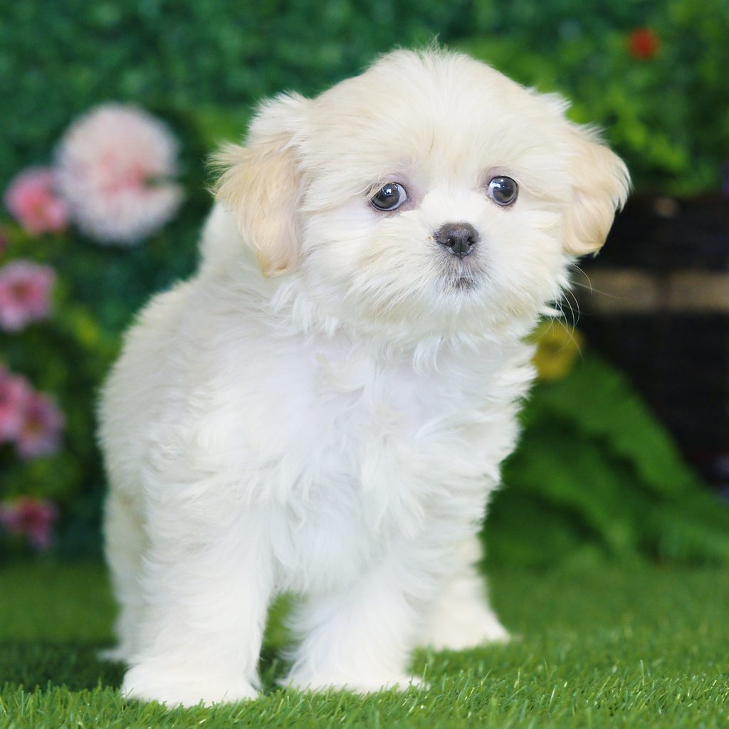 Pixie puppy images