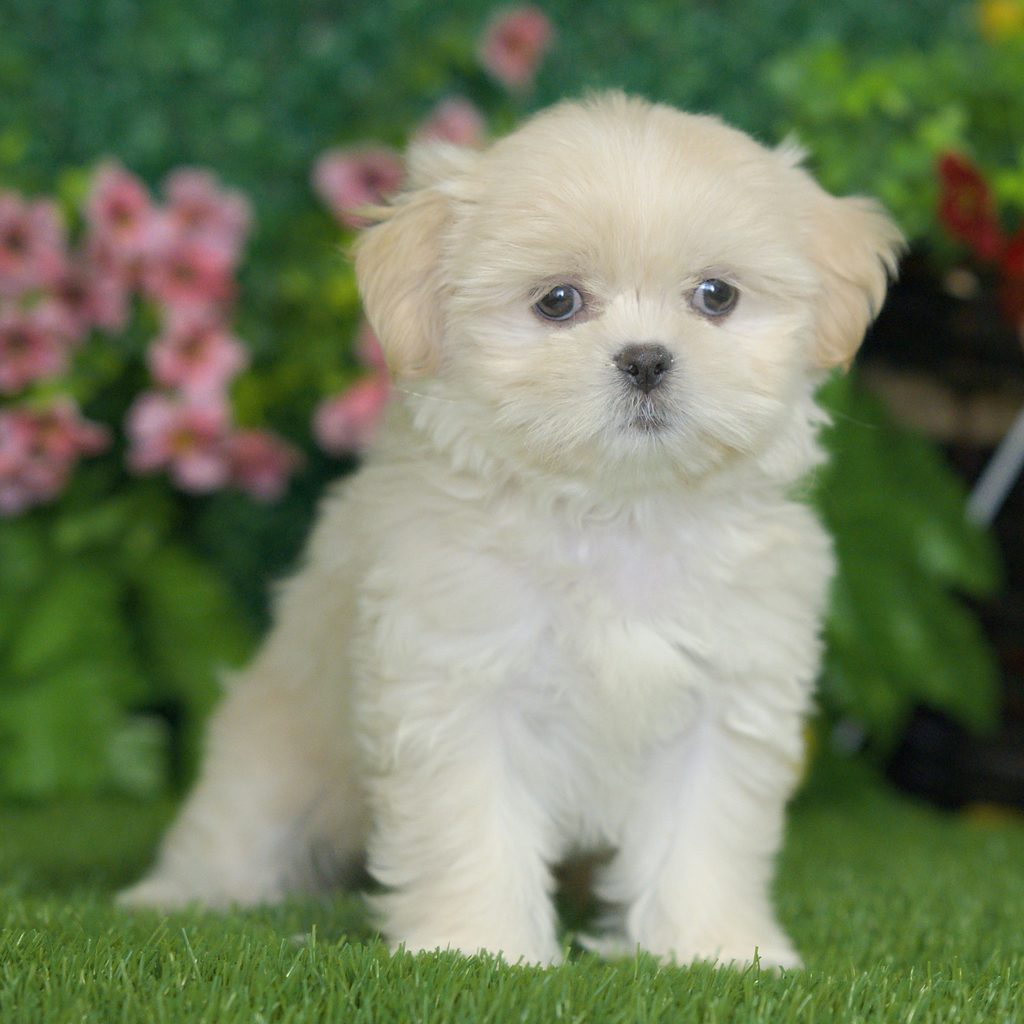 Pixie puppy images