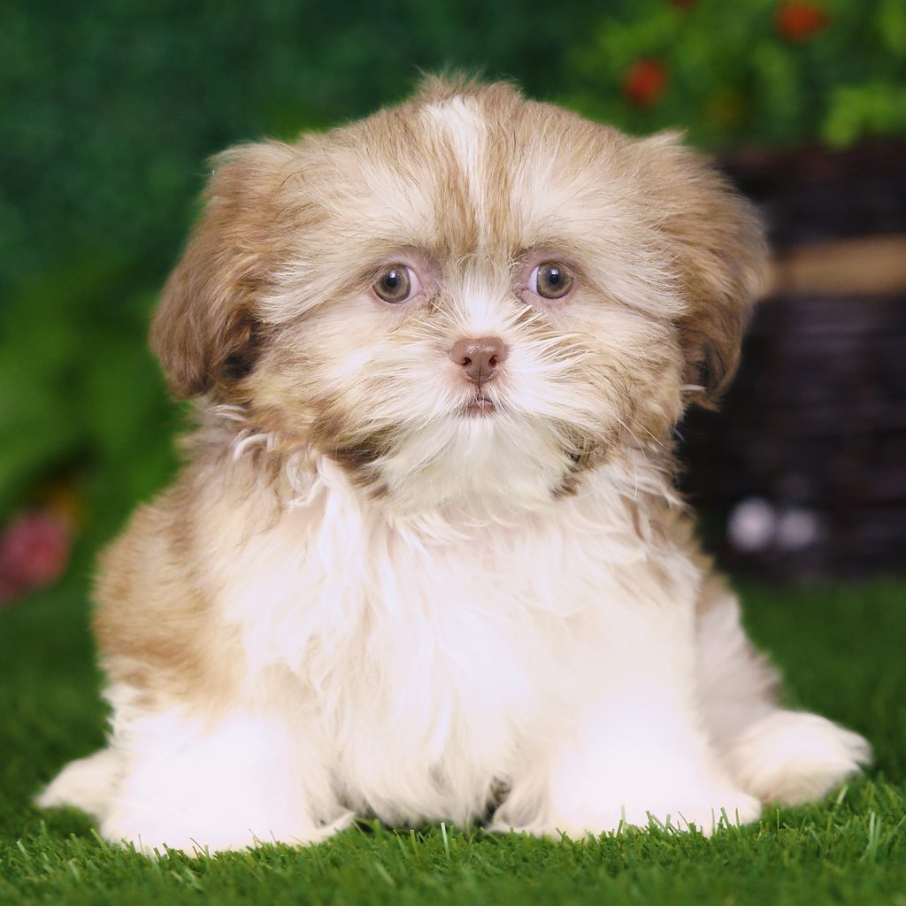 Uinta puppy images