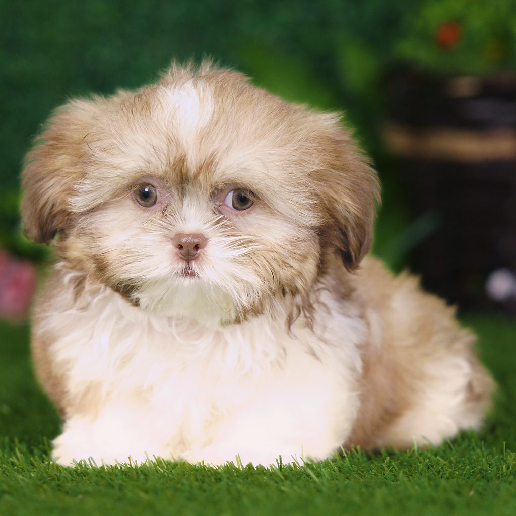 Uinta puppy images