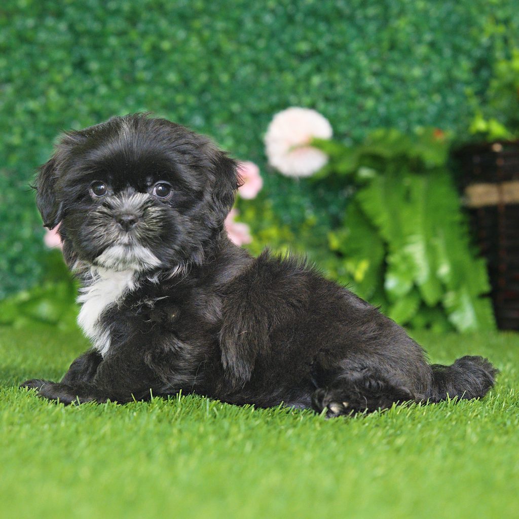 Elmer puppy images