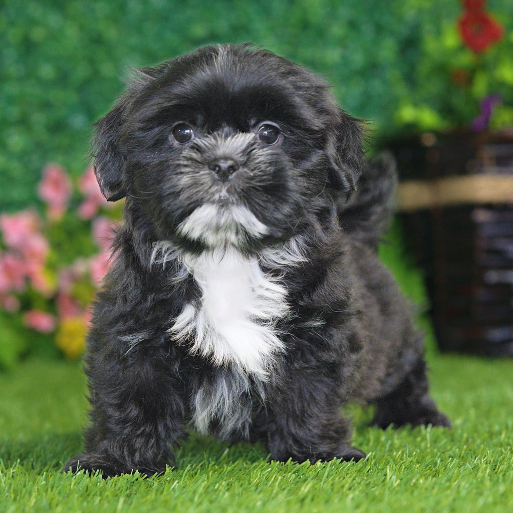 Elmer puppy images