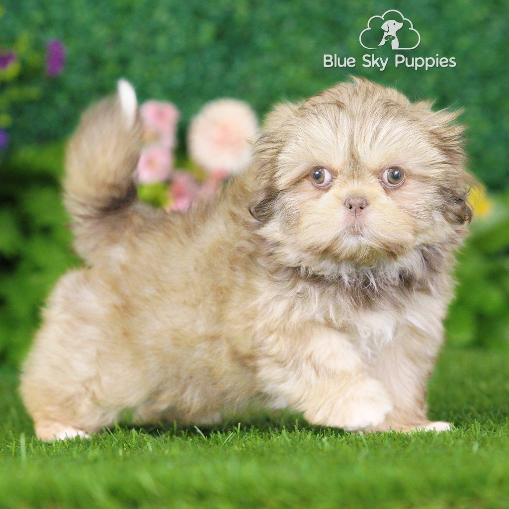 Charlotte puppy images