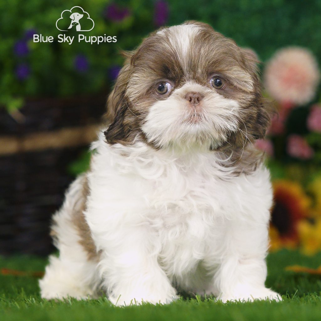 Lucky puppy images