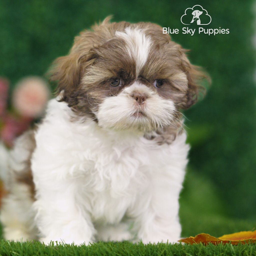 Lucky puppy images