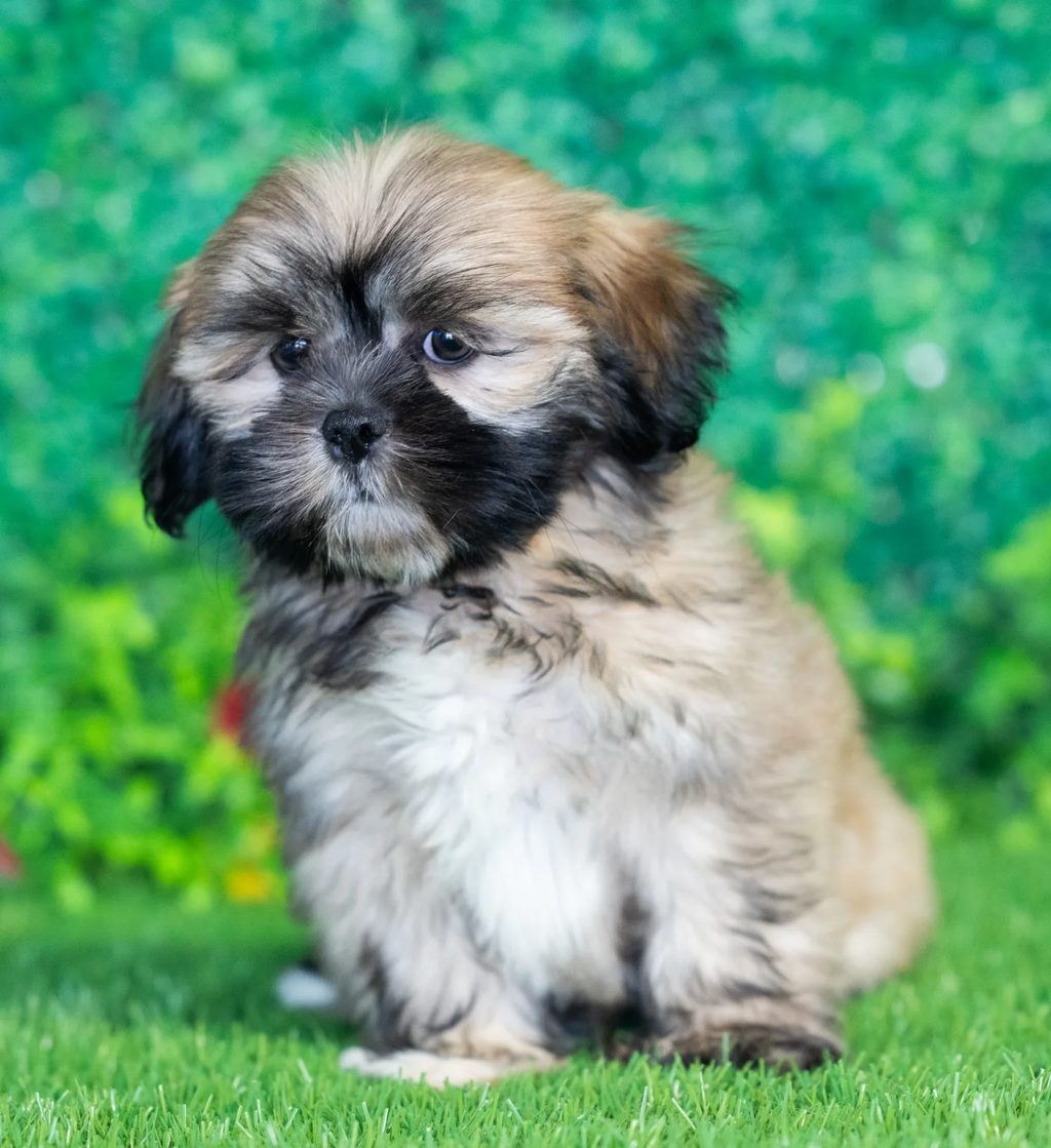 Mya puppy images