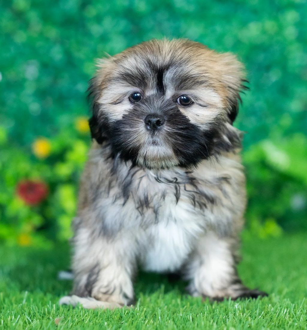 Mya puppy images