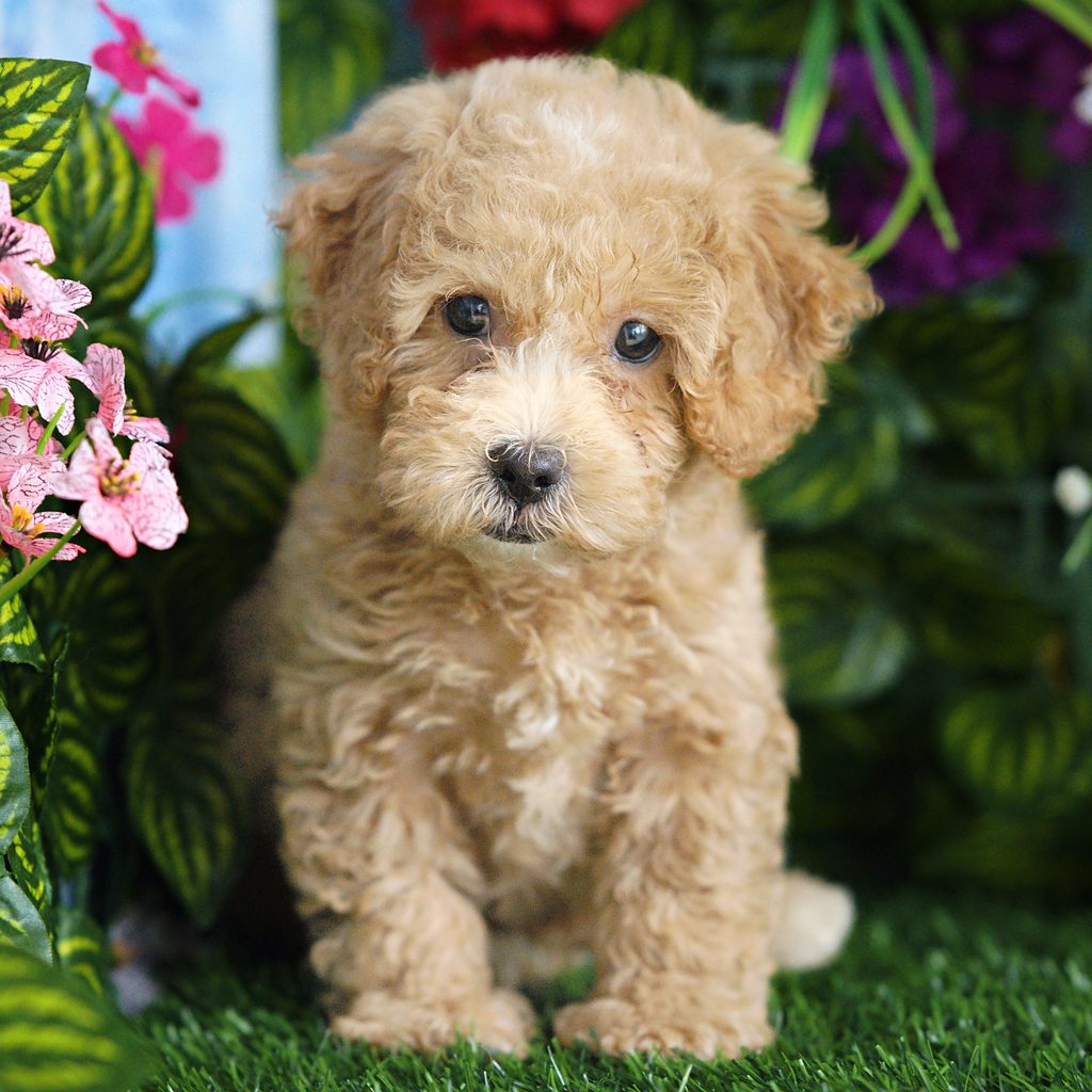 Sunny puppy images