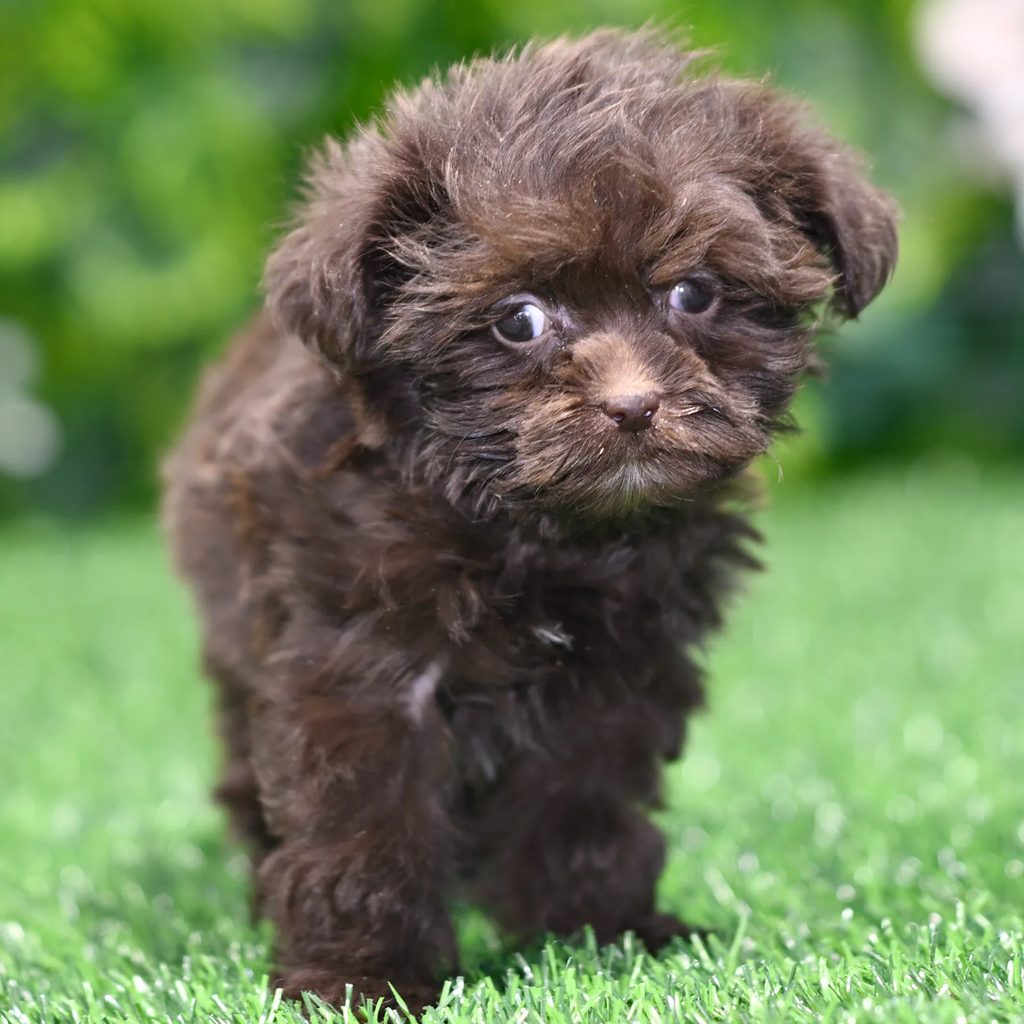 Remy puppy images