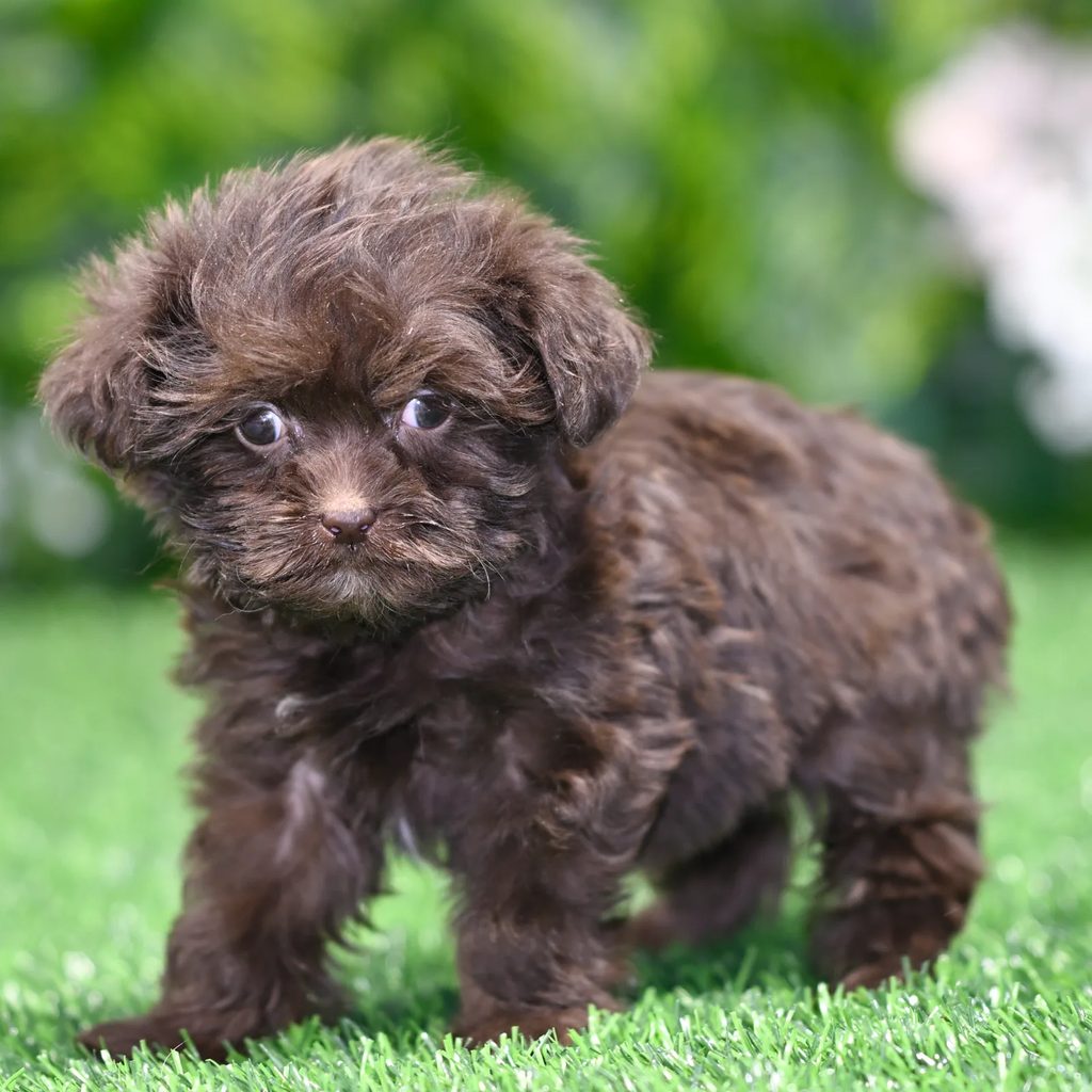Remy puppy images
