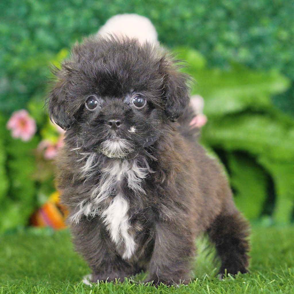 Chelsea puppy images