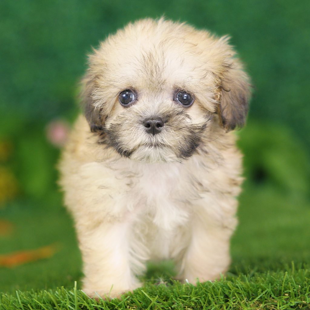 Judge puppy images