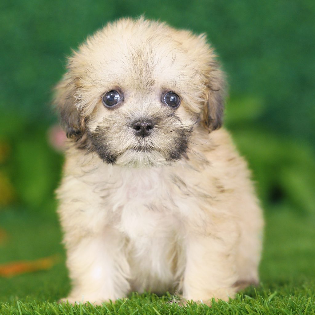 Judge puppy images