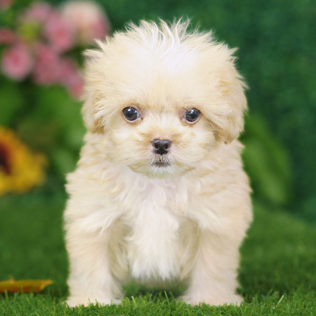 Harley puppy images